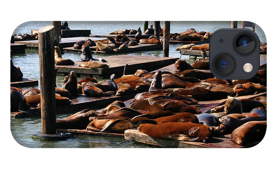 Seals iPhone 13 Case featuring the photograph Sea Lions at Pier 39 in San Francisco by Patricia Montgomery