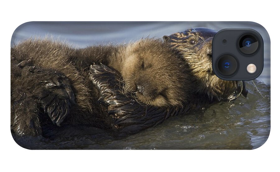 00438549 iPhone 13 Case featuring the photograph Sea Otter Mother With Pup Monterey Bay by Suzi Eszterhas