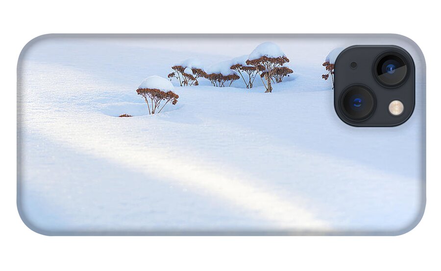 Sedum iPhone 13 Case featuring the photograph Sedum Sprouts in Winter-8210 by Steve Somerville