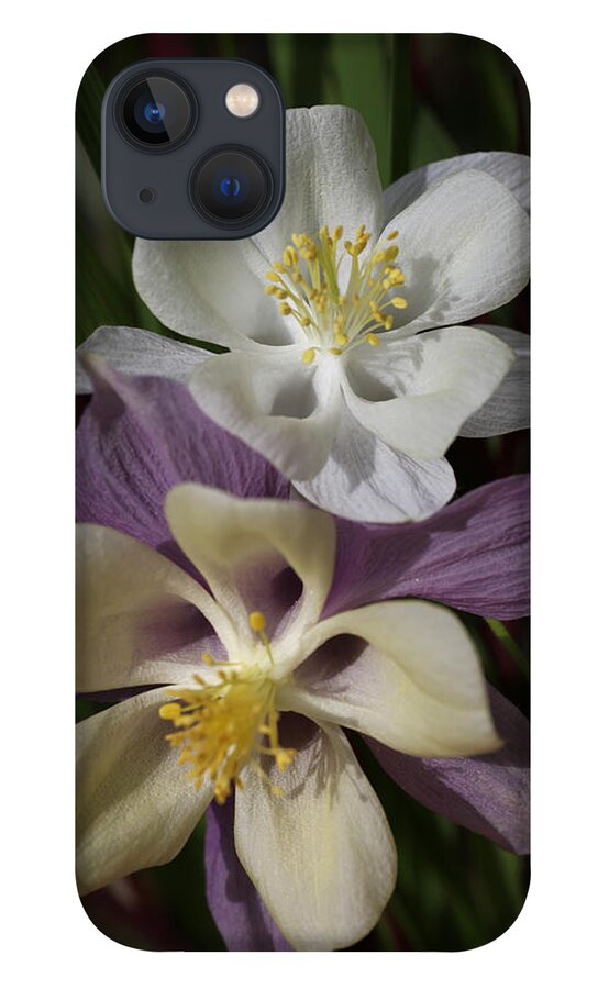 White iPhone 13 Case featuring the photograph Sheer Elegance by Tammy Pool