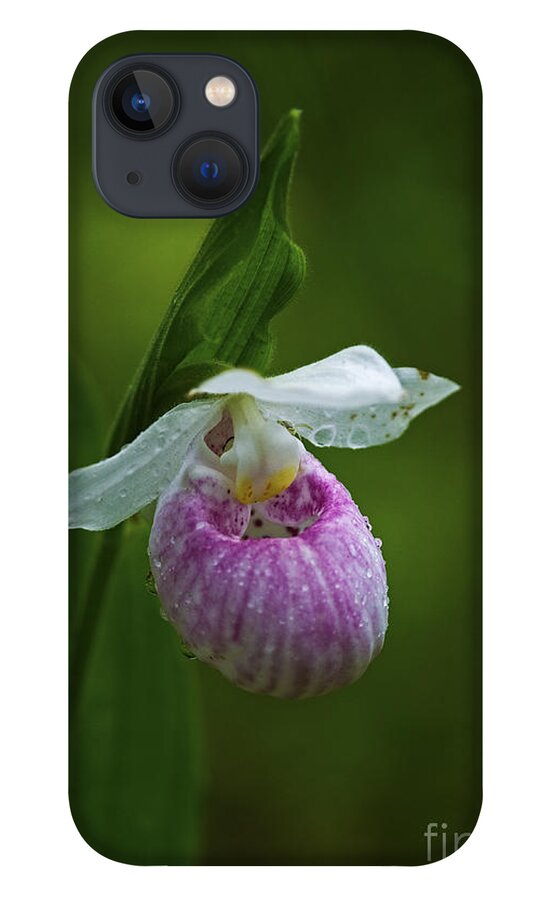 Showy Lady's Slipper iPhone 13 Case featuring the photograph Showy Lady's Slipper.. by Nina Stavlund
