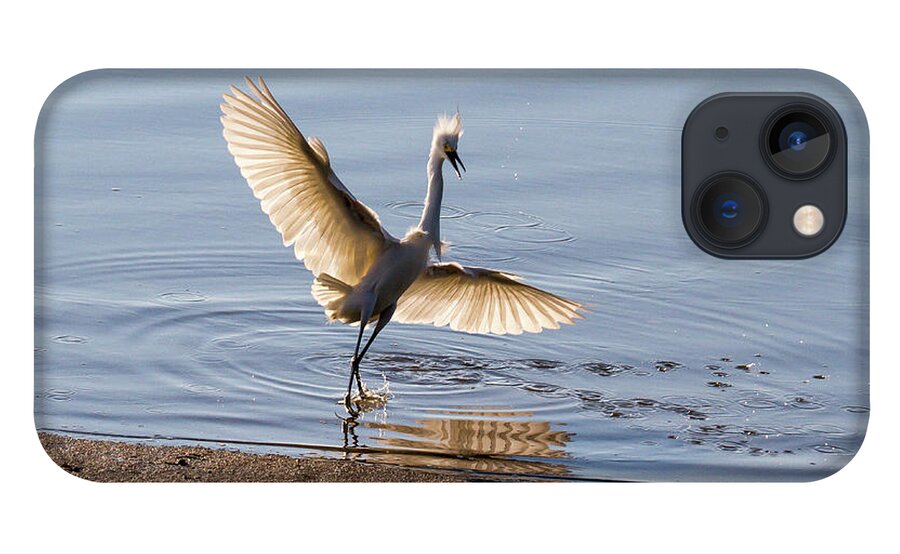 Bird iPhone 13 Case featuring the photograph Showy Snowy by Darryl Hendricks