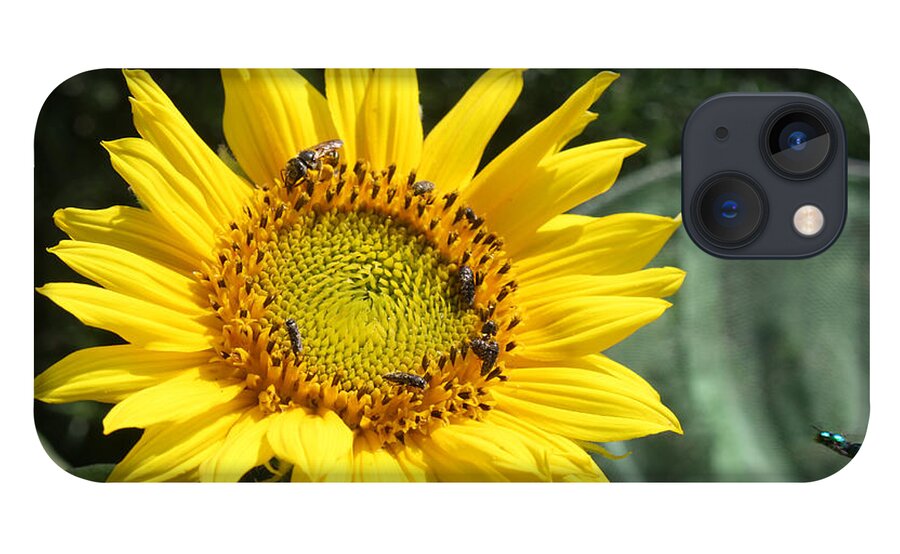 Sunflower iPhone 13 Case featuring the photograph Skipping Spring by Ismael Cavazos