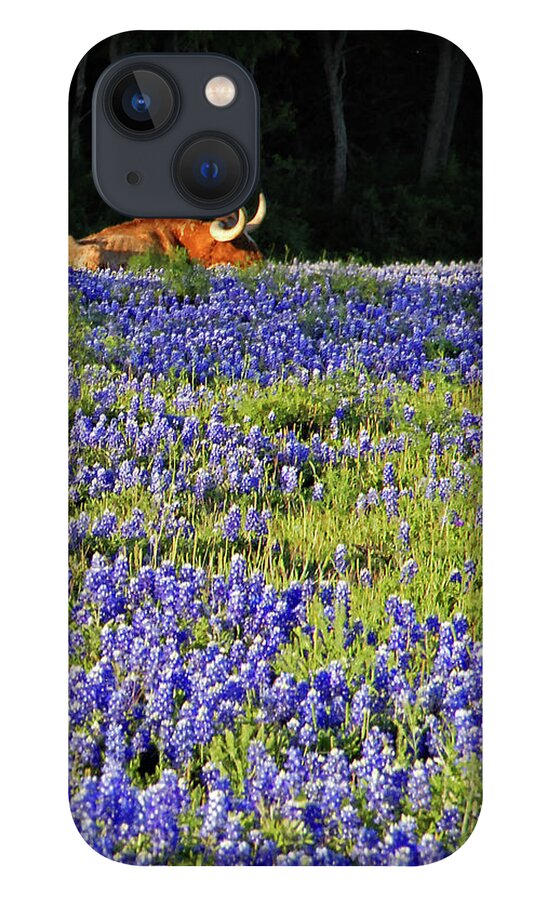 Cow iPhone 13 Case featuring the photograph Sleeping Longhorn in Bluebonnet Field by Ted Keller