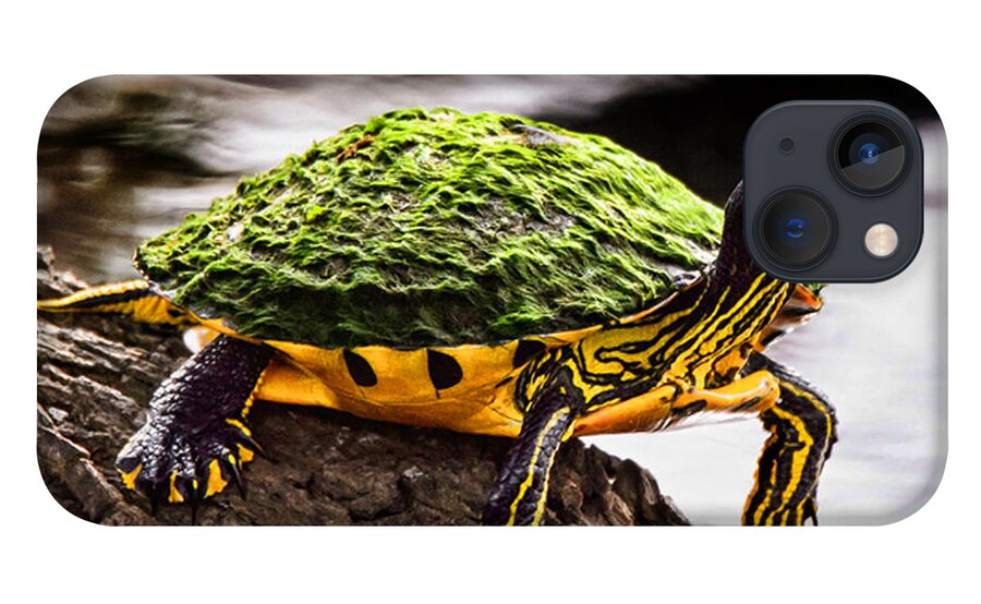 Slider Turtle iPhone 13 Case featuring the photograph Slider Turtle by Joe Granita