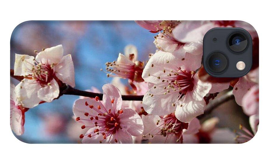 Photography iPhone 13 Case featuring the photograph Smiling Flowering Plum Tree Blooms by M E