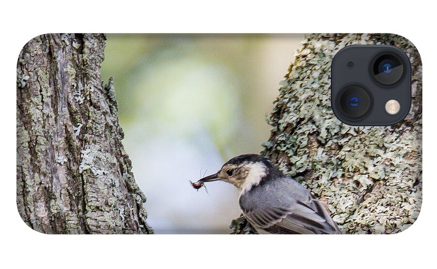 Nuthatch iPhone 13 Case featuring the photograph Snack Time by Darryl Hendricks