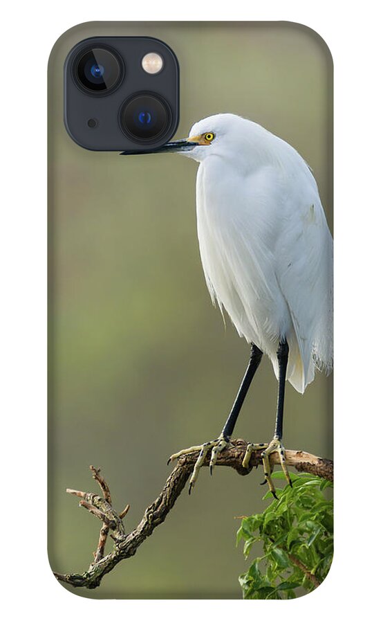Dawn Currie Photography iPhone 13 Case featuring the photograph Snowy Egret Portrait by Dawn Currie