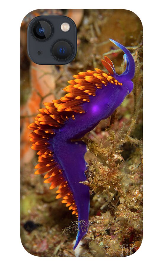 Spanish Shawl Nudibranch iPhone 13 Case featuring the photograph Spanish Shawl by Aaron Whittemore