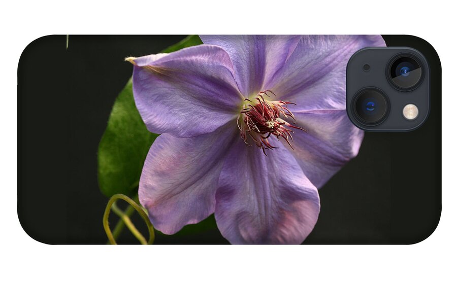 Abundant iPhone 13 Case featuring the photograph Spinning Clematis by Tammy Pool