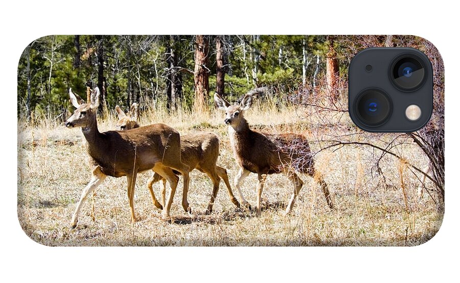 Deer iPhone 13 Case featuring the photograph Springtime Mule Deer in the Pike National Forest by Steven Krull