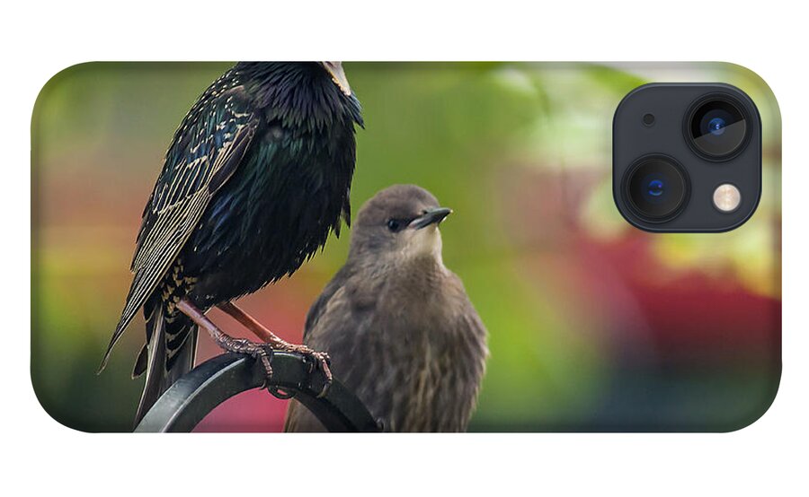 Starling iPhone 13 Case featuring the photograph Squawker by Cathy Kovarik