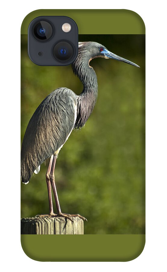 Egretta Tricolor iPhone 13 Case featuring the photograph Standing Tall by Carolyn Marshall