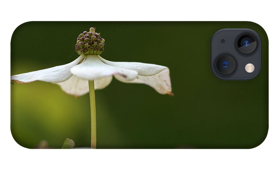Dogwood iPhone 13 Case featuring the photograph Standing Tall by Holly Ross