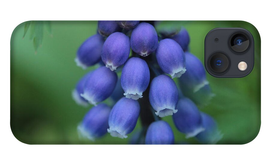 Connie Handscomb iPhone 13 Case featuring the photograph Still Blooming by Connie Handscomb