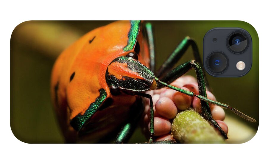 Macro Photography iPhone 13 Case featuring the photograph Stink bug 666 by Kevin Chippindall