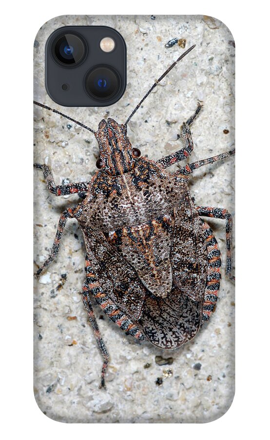 Stink Bug iPhone 13 Case featuring the photograph Stink Bug by Breck Bartholomew
