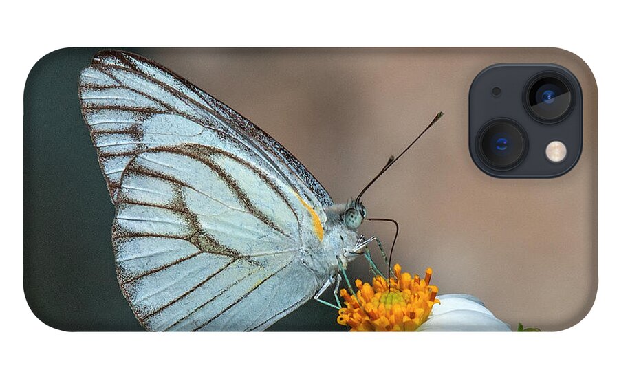Nature iPhone 13 Case featuring the photograph Striped Albatross Butterfly DTHN0209 by Gerry Gantt