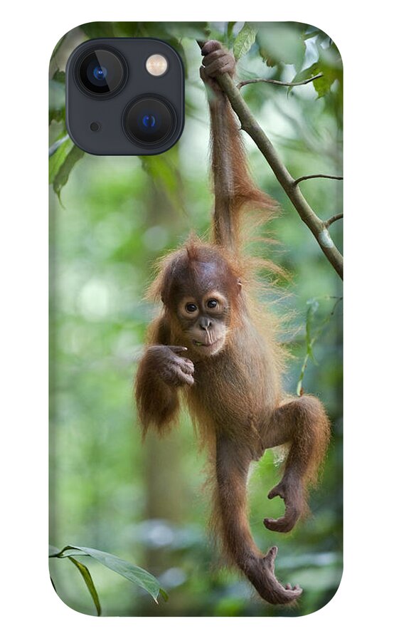 Mp iPhone 13 Case featuring the photograph Sumatran Orangutan Pongo Abelii One by Suzi Eszterhas