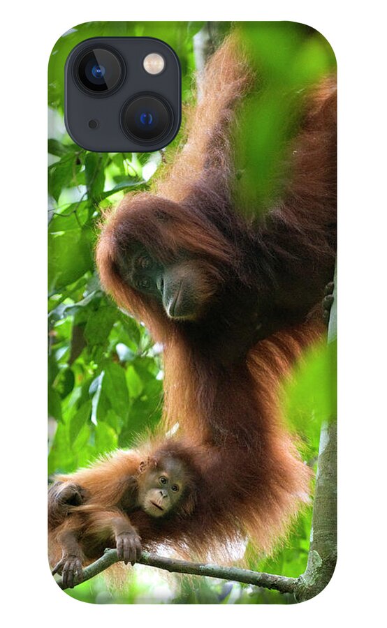 Mp iPhone 13 Case featuring the photograph Sumatran Orangutan Pongo Abelii Two by Suzi Eszterhas