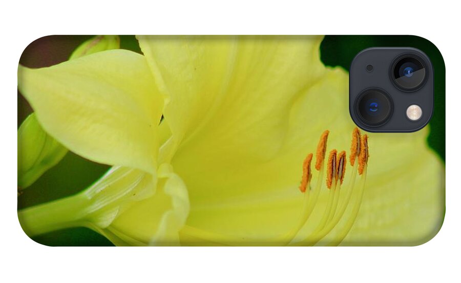 Photograph iPhone 13 Case featuring the photograph Sun Licking Yellow Day Lily by M E