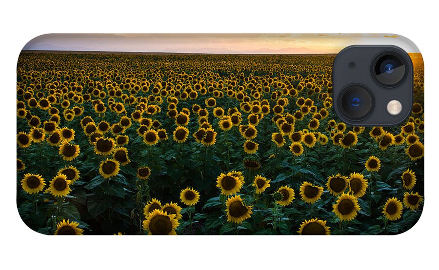 Sunflowers iPhone 13 Case featuring the photograph Sunflowers at Sunset by Stephen Holst