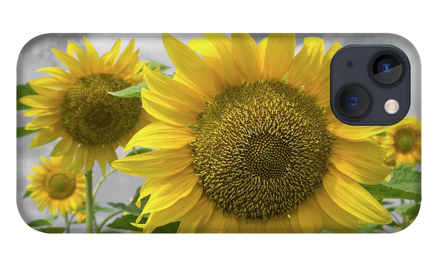 Sunflowers Iii iPhone 13 Case featuring the photograph Sunflowers III by Dylan Punke