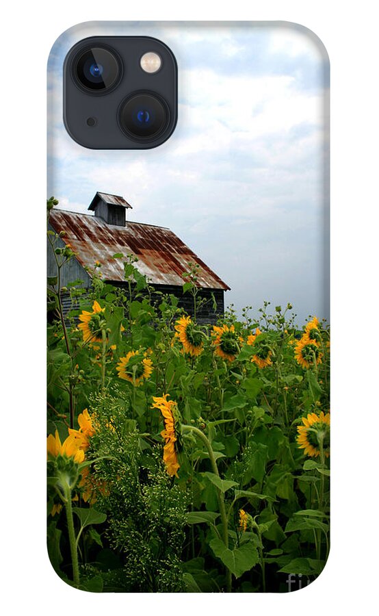 Sunflowers iPhone 13 Case featuring the photograph Sunflowers Rt 6 by Paula Guttilla