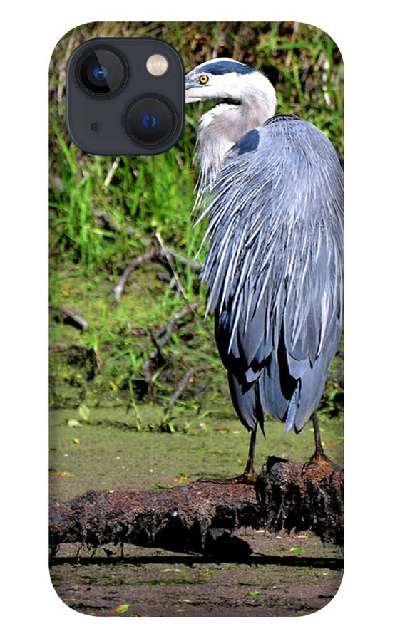 Denise Bruchman iPhone 13 Case featuring the photograph Sunning Great Blue Heron by Denise Bruchman