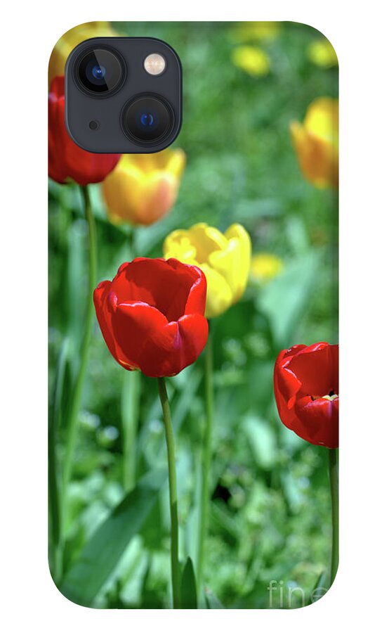Flower.flora iPhone 13 Case featuring the photograph Sunny Tulips by Baggieoldboy