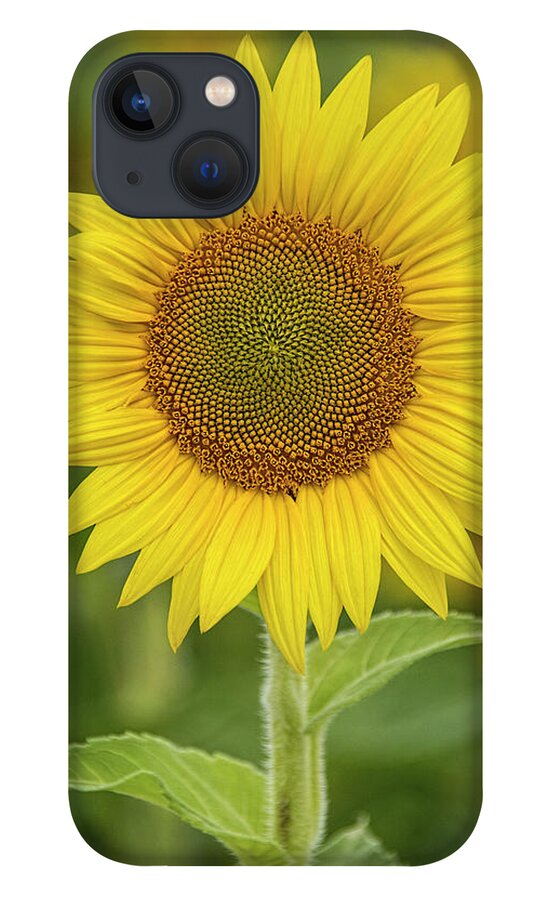 Sunflower iPhone 13 Case featuring the photograph Sunshine by Erika Fawcett