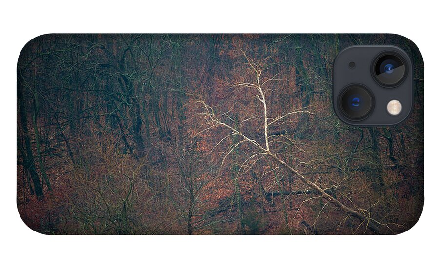 Nature iPhone 13 Case featuring the photograph Sycamore Inclination by Jeff Phillippi
