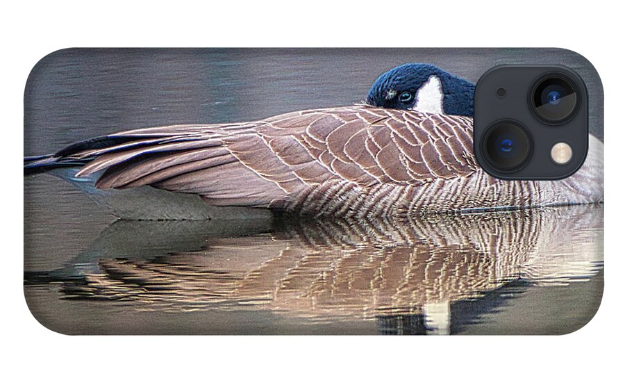 Birds Wildlife Animals iPhone 13 Case featuring the photograph Taking a Nap by Paul Ross