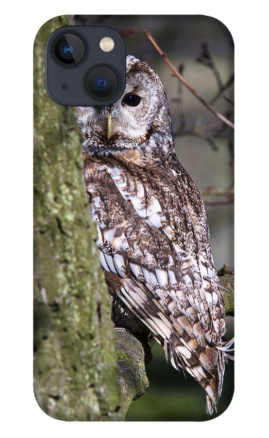 Tawny Owl iPhone 13 Case featuring the photograph Tawny Owl in a Woodland by Andy Myatt
