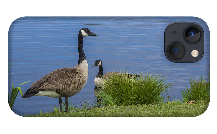 Geese iPhone 13 Case featuring the photograph The Canadians by Cathy Kovarik