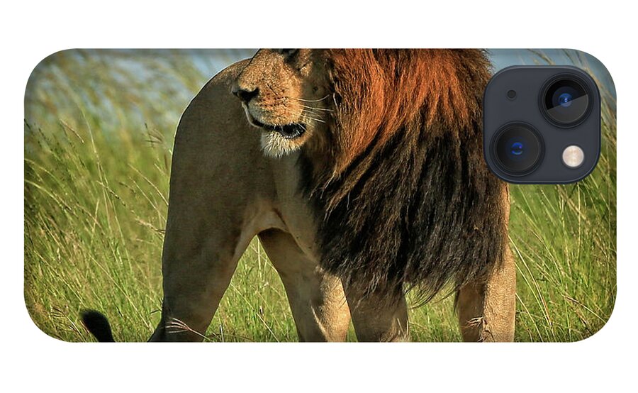 Lion iPhone 13 Case featuring the photograph The Mane Man by Steven Upton