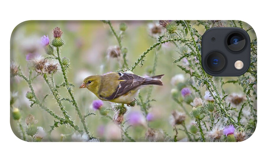 Goldfinch iPhone 13 Case featuring the photograph Thistle Bender by Kerri Farley
