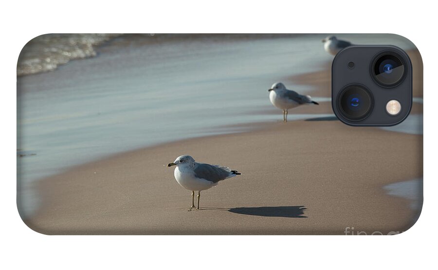 Seagulls iPhone 13 Case featuring the photograph Three Seagulls by Rich S