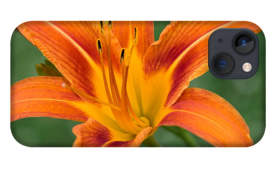 Daylily iPhone 13 Case featuring the photograph Daylily by Holden The Moment