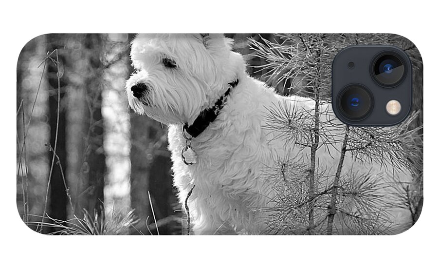 Animal iPhone 13 Case featuring the photograph Tillie in black and white by Debra Baldwin