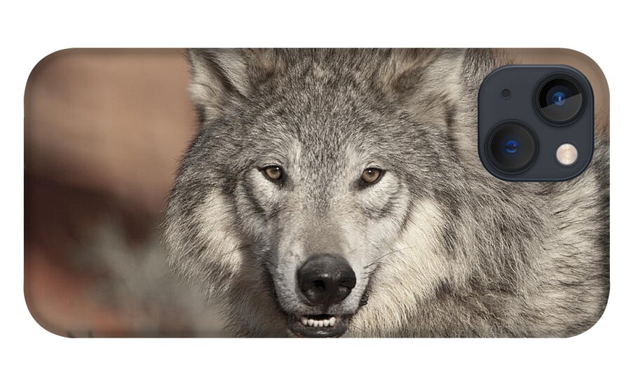 Wolves iPhone 13 Case featuring the photograph Timber Wolf Portrait by Sandra Bronstein