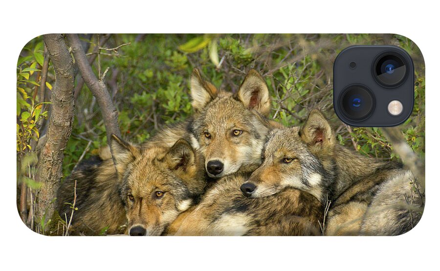 00427689 iPhone 13 Case featuring the photograph Timber Wolf Trio in Denali by Yva Momatiuk John Eastcott