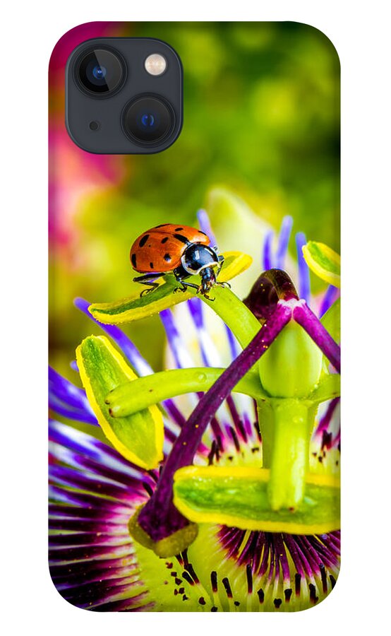 Ladybug iPhone 13 Case featuring the photograph Too much of heaven by TC Morgan