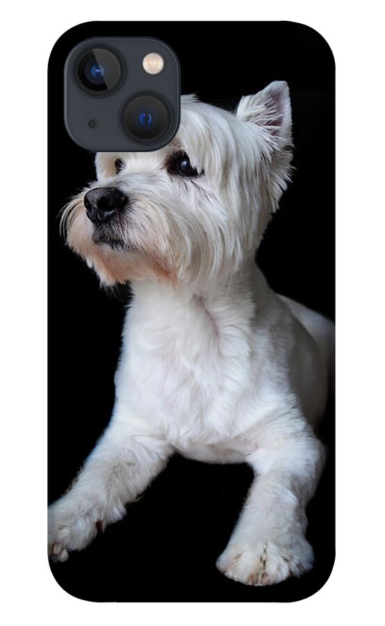 Westie iPhone 13 Case featuring the photograph Trot Posing by Nicole Lloyd