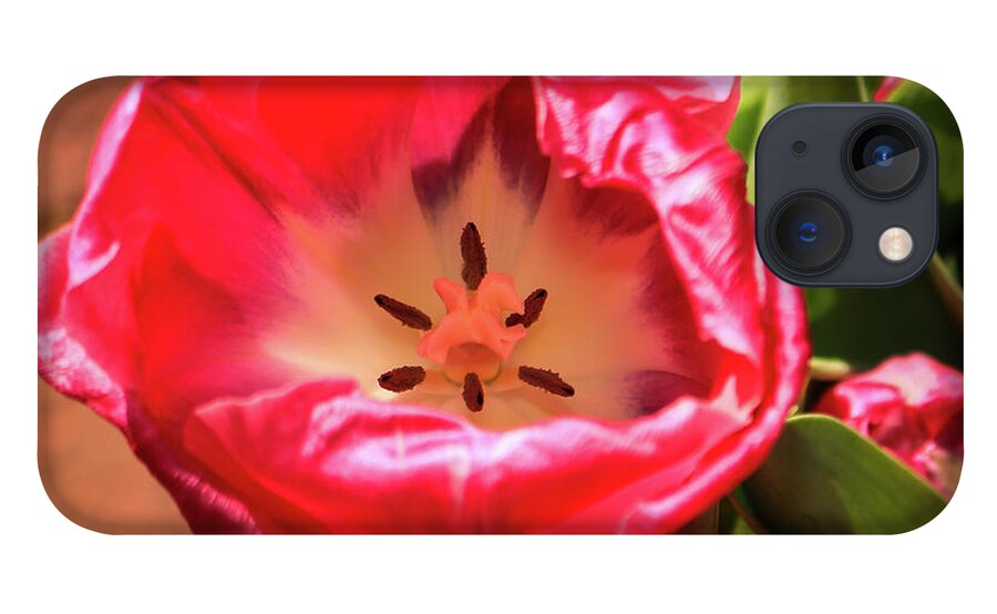  iPhone 13 Case featuring the photograph Tulip by Dr Janine Williams
