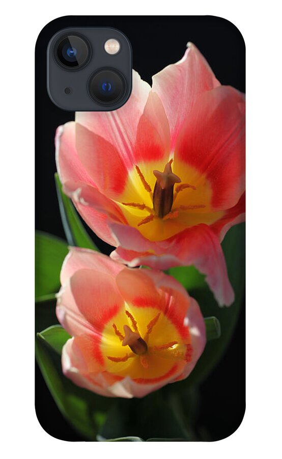 Tulips iPhone 13 Case featuring the photograph Tulips by Tammy Pool