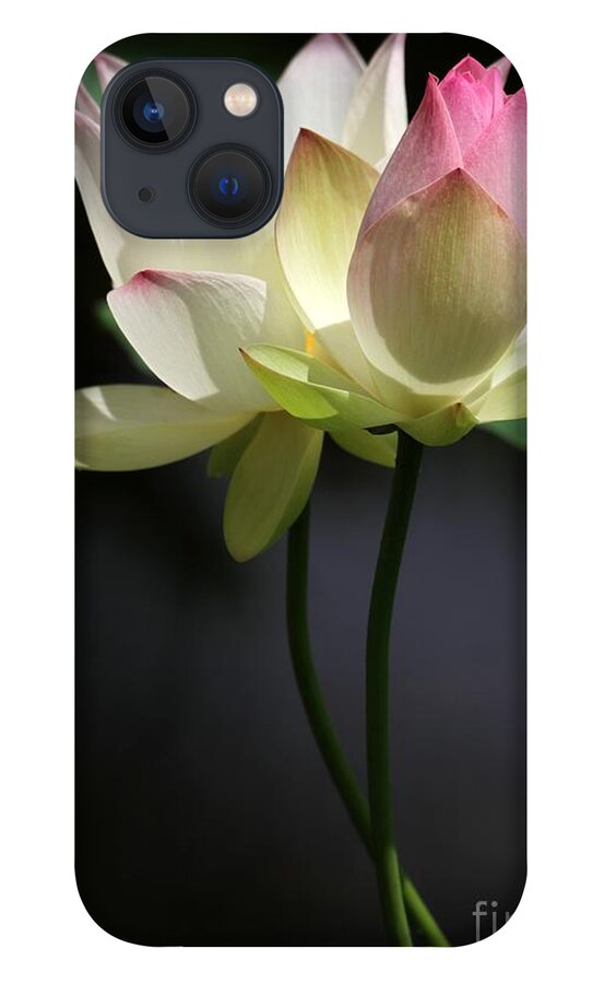 Lotus iPhone 13 Case featuring the photograph Two Lotus Flowers by Sabrina L Ryan