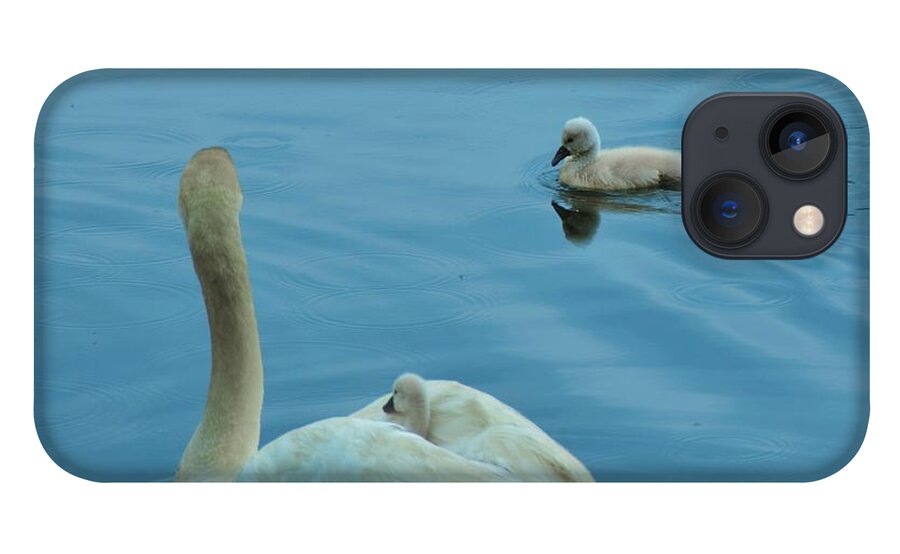 Swans iPhone 13 Case featuring the photograph Ugly Ducklings by Chuck Brown