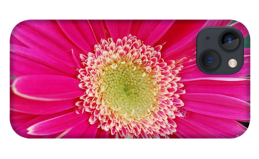 Flower iPhone 13 Case featuring the photograph Vibrant Pink Gerber Daisy by Amy Fose