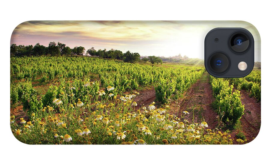 Agriculture iPhone 13 Case featuring the photograph Vineyard by Carlos Caetano